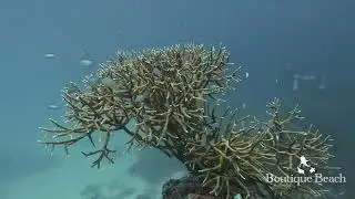 24.01.26 - Manta Ray. Dives at Lux Beyru & Coral Garden near Dhigurah, South Ari Atoll - Maldives