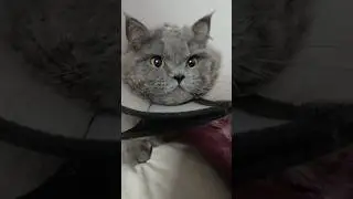 Cute Monty😻 #viral #shortsvideo eliff elsa the persian cat