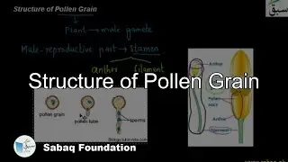 Structure of Pollen Grain, Biology Lecture | Sabaq.pk
