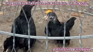 07/01/2026: gà tre Bắc✔️ gà mini✔️ phụ kiện lồng✔️ cám✔️