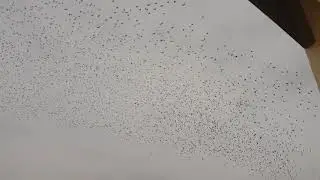 Stol de ciori ( crows )