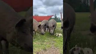 So. Frikkin. CUTE 😭😭😭