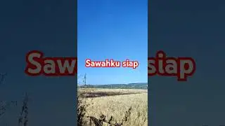 Persiapan lahan sawah basah #lahanbasah