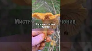 Знаешь, почему лисичку в старину считали особенным грибом? #народнаямедицина
