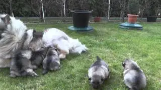 Keshond wolf spitz Clara Cleo Atenaskar