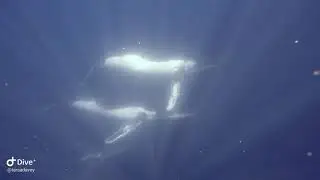 WHALE SWIMMING with JETTY DIVE