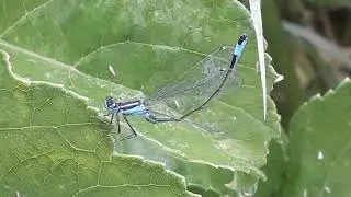 Lantaarntje - Ischnura elegans (mannetje)