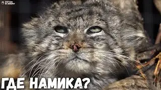 Манул Свэн почесался о ветку и отправился искать Намику. Ленинградский зоопарк