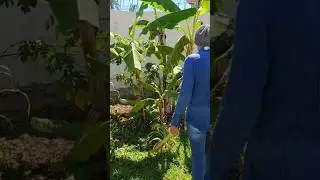 V&oacute;, vai cortar o cacho de banana ? #humor #goi&acirc;nia