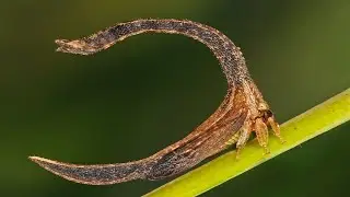 Horseshoe Shaped Tree Hoppers - Animal of the Week