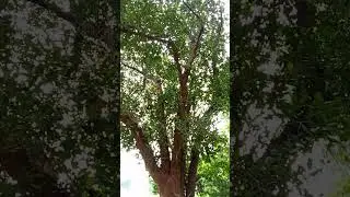 Jackfruit tree# botanical name -Autocarpus heterophyllus#shorts
