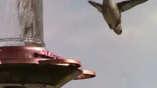 Flight of the Feathered Fireworks #FeatheredFireworks #Hummingbirds #NatureShow #BackyardBirds