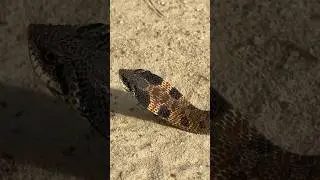 Gorgeous Eastern Hognose Snake in Alabama! First Snake of November!
