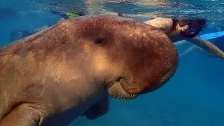 Дюгонь и люди (Dugong dugon)