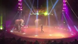 elephants