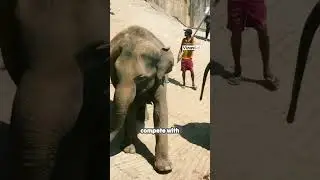 Deadly Clashes  Humans vs Elephants in Sri Lanka's Shrinking Habitat1. #shorts Credit:@bbcearth