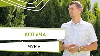 Котяча чума або панлейкопенія: симптоми, лікування, профілактика