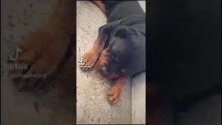 #ralphdog #rottweiler #dog #aggressivedog #pets