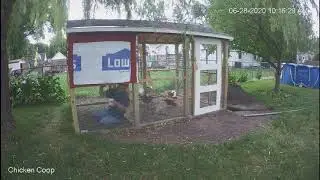 Chicken Coop with run, Day 21
