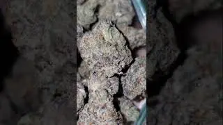 BLUE ZKITTLEZ STRAIN! #bluezkittlezstrain #bluezkittlez #420