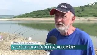 Veszélyben a bözödi halállomány – Erdélyi Magyar Televízió