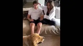 Cute Small Dog 😍 | Check Description to get Premium Dog Related Courses 😍🐶😘 #shorts #viral #trending