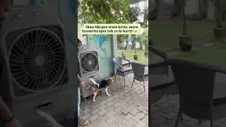 Pov - Your dog is his MARZI KA MAALIK😎🐶🦴#dogshorts #relatabledogs