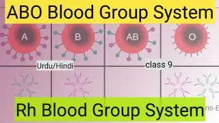 ABO blood group system | Rh blood group system | Human Blood Groups | online biology | study online