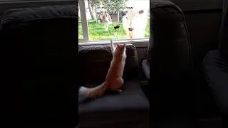 Teddy showing the cows how to play like a cat.  #cute #cat #farmcat #cuteanimal