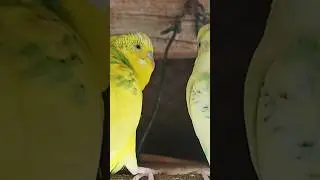 Budgie Feeding 🐦 | Happy Budgie Eating Seeds 💚 #budgies #budgielove #happybirds