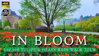[🇨🇦 4K] Heavy Rain & 1000's of Tulips! Ottawa Downtown Tour (Rain & City Ambient ASMR)