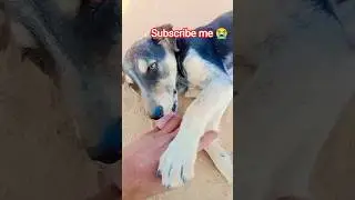 New short Trend my channe please support me #karnimata #karnimata #dog #funny #reels #shortvideos #