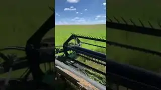 CUTTING HEMP FIBER AT 55 days. #hempfiber