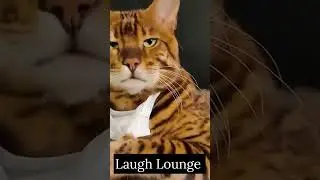 Purrfection Unmasked: The Feline Rebel!