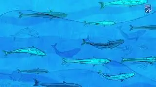 MSC ITA blue label-TV Commercial 30