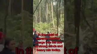 be careful, be aware of extreme weather.Treecollapsed in Monkey Forest Ubud today #travel #trending
