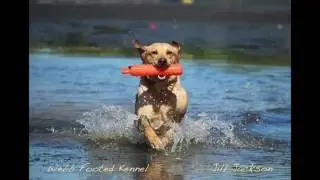 Webb Footed Kennel - Jill Jackson