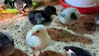 Brooding local chickens as a beginner who learnt from YouTube 