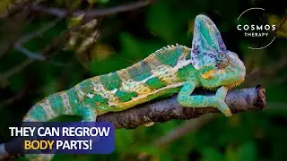How Lizards Survive | Incredible Adaptations of Nature&rsquo;s Mini Reptiles