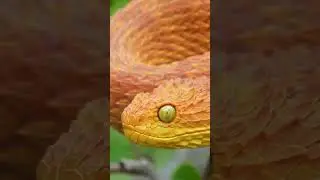 Watch Out!   Yellow Snake Opens Mouth in the Wild!