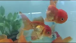 Oranda gold fish available in aquadunia nashik 