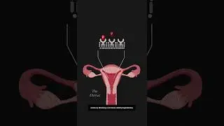 How the Abortion Pill Works