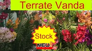 Terrate Vanda orchid New Stock / How to grow semi terrate Vanda / Terrate Vanda caring tips