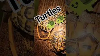 #turtle #turtles #testudo #testudohermanni #top #like #animals #animal #africa #like #subcribe #sub