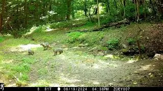 Mom Gray Fox with  3 pups / kits