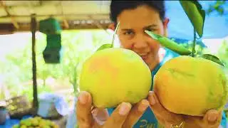 Satisfying Orange Harvesting Berastagi~Panen Jeruk Berastagi || Kisah perjuangan Angel and Gabriel