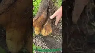 Hand Pulling Sweet Potatoes: Traditional Harvesting Technique &ndash; Rural Farming Skill