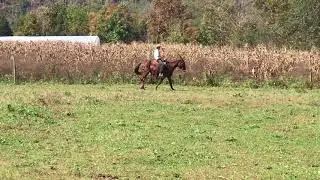 Athena 😀😀😀. Draft cross mule for sale. Walking video 😀😀😀😀🌹