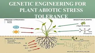 Genetic engineering for plant abiotic stress tolerance