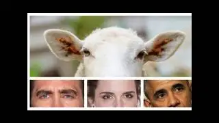 Sheep 'can recognise human faces'